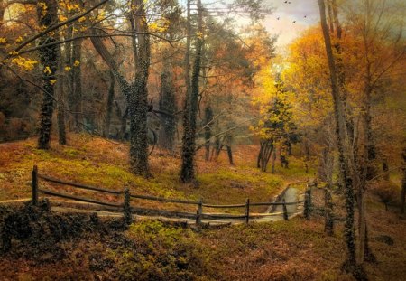 The Way - trees, the way, nature, autumn