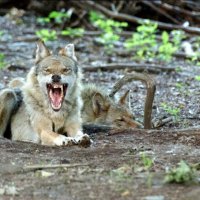 You disturb my Siesta !