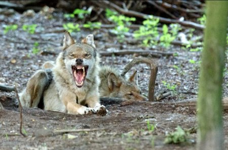 You disturb my Siesta ! - angry, predator, wolfpark, sleeping, wolves