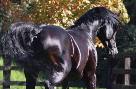 Shiny Beauty - nature, wild horses, farm, animals, ponies, stallions, black horses