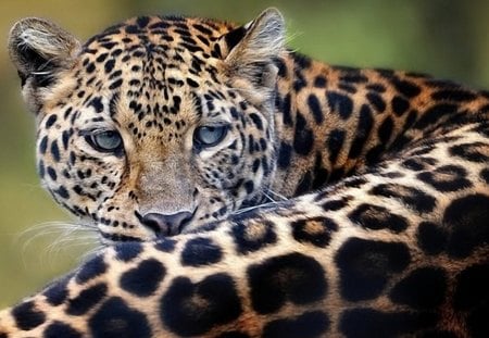 Jaguar - nature, wildlife, cubs, leopard, lion, big cats, jaguar, tigers