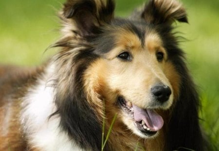 Shetland Shepherd - pets, nature, dogs, shetland shepherd, puppies