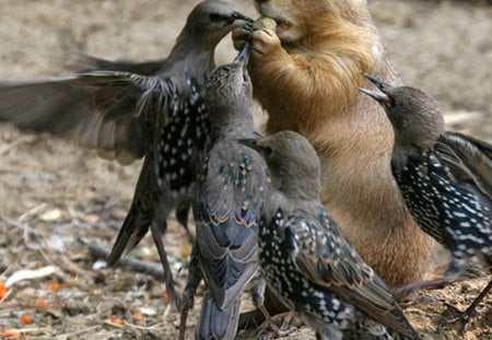 Sharing a Nut - beaver, birds, nature, nuts, animals, wildlife