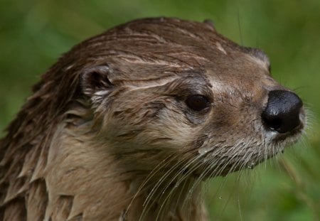 Sea Otter - baby otter, sea otter, nature, ocean, animals, wildlife