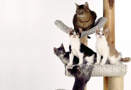 Scratch Post - nature, cute animals, cats, animals, kittens, pets