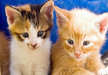 Kitten Sisters - pets, kittens, nature, cats, animals