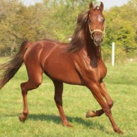 Saddlebred Horse