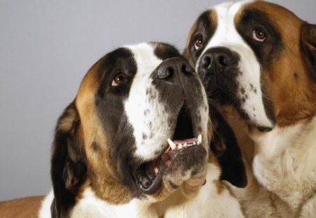 Saint Bernard - nature, saint bernard, big dogs, pets, little dogs, puppies