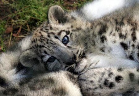 Safe and Warm - big cats, leopard, cubs, jaguar, small cats, tiger, baby snow leopard, nature, lion, animals, wildlife