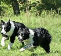 Running Collies