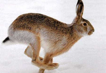 Bunny in Snow - wildlife, baby bunny, animals, nature, bunny, snow