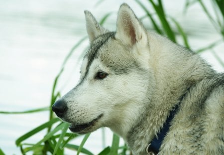 Husky - animal, husky, pet, loyal, dog