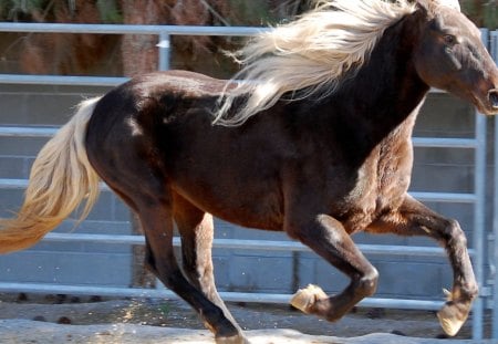 Rocky Mountain Horse - nature, horses, wild horse, animals, rocky mountain horse, ponies