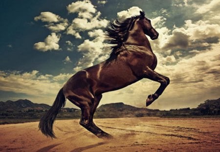 Rising Horse - pets, animals, horse rearing, stallion, brown horse, colts, ponies, nature