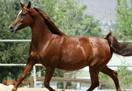 Red Arabian - pets, arabians, brown horses, red horses, nature, white horses