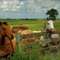 Horses Waiting