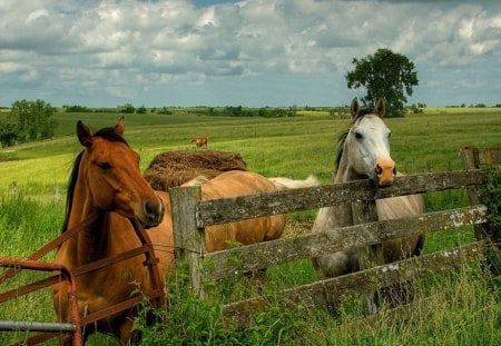 Horses Waiting - herd, mare, animals, stallion, brown horse, white horse, nature