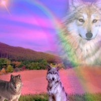 Rainbow Wolf