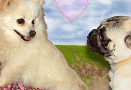 Puppy Love - cute animals, nature, pug, puppy, dog, pets, terrier