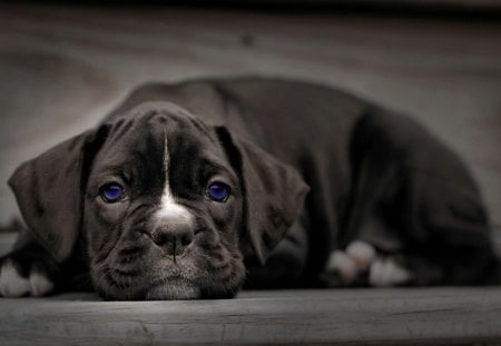 Blue Puppy Dog Eyes - pets, dogs, puppies, cute animals, blue eyes, nature