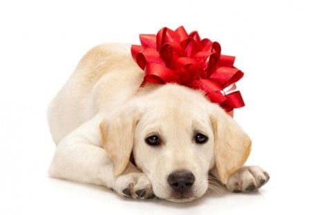 Puppy and Bow - adorable, puppy, pets, present, christmas, nature, labrador puppy, labrador, bow, pet dog, red, dogs, golden, cute, puppies