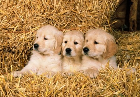 Puppies in Hay - nature, dogs, cute animals, golden retriever puppies, hay, puppies, golden retriever