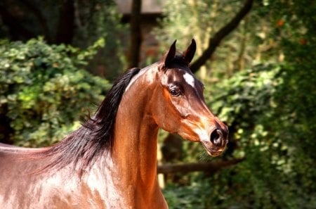 Arabian Stallion - nature, brown horse, animals, pets, stallion, mare, arabian