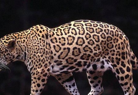 Powerful Leopard - pets, big cats, leopard, cubs, jaguar, small cats, tiger, nature, spots, lion, wildlife