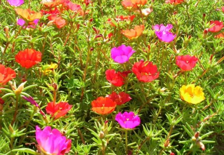 FIELD OF VYGIES - flowers, arid, plants, colourful, succulents