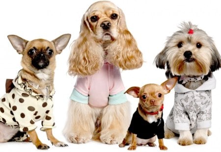 Pet Models - nature, animals, cocker spaniel, chihuahua, pets, cute dogs, terrier