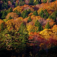 Magnificent Autumn Trees