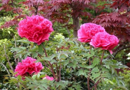 Peonies wallpaper - leaves, nature, flowers, pink