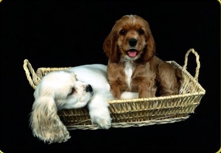 Puppies in a Basket - cute animals, nature, dogs, pets, puppies