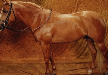 Palimino Quarter Horse - nature, pony, brown horse, animals, quarter horse