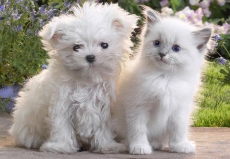 white_dog_and_cat - flowers, dog, white, cat