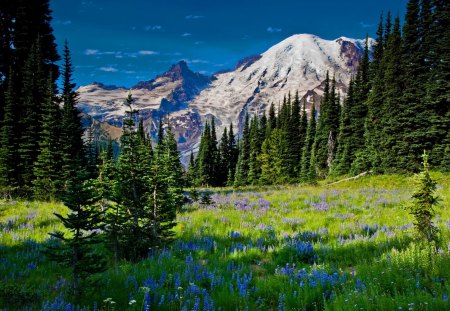 Mountain greenery - summer, greenery, beautiful, flowers, delight, grass, sky, peaks, clouds, slopes, trees, nature, mountain, green