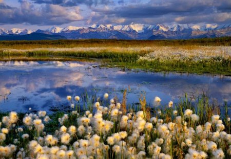 Alaska - clouds, winter, summer, blue, beautiful, creek, stream, alaska, meadow, reflection, mountain, flowers, river, shore, nature, sky