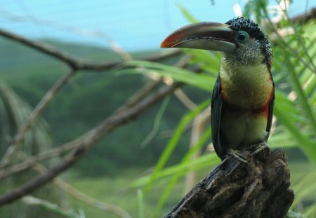 Captivating Bird - tropical, birds, jungle, exotic