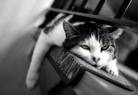 Bored Green-Eyed Cat - pets, funny, cute, cats, green eyes