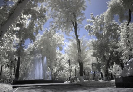 fountain in a park of white birches - trees, fountain, walkway, park