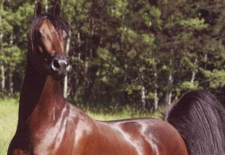 Elegant Brown Arabian - arabian, nature, mare, stallion, animals, brown horse