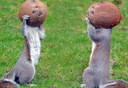 Coconut Heads - wildlife, squirrels, funny, animals, coconut, nature