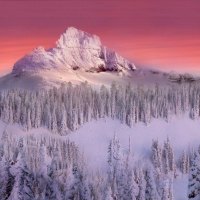 Ice Covered Trees