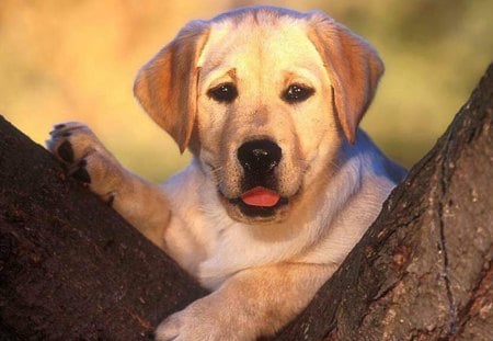 Pup Behind a Tree - pets, animals, dogs, labrador, puppy, tree, nature