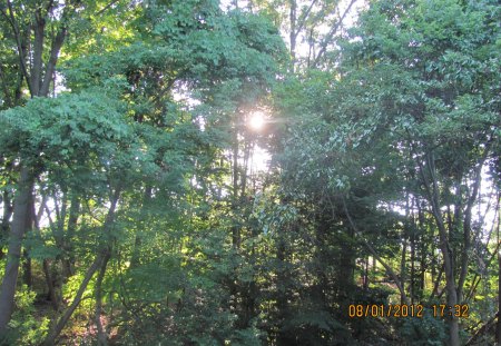 Sun Through The Trees - trees, sun through trees, sun, tree, sunset