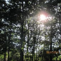 Sun And Trees