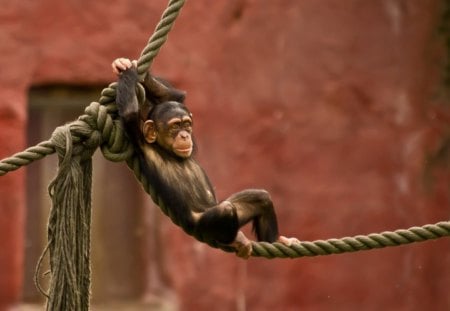 *** FUNNY MONKEY *** - fun, monkey, rope, joy