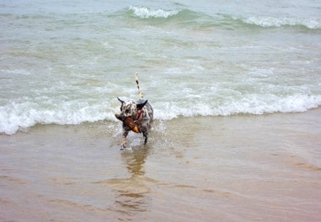 Smart dog in the beach - waves, in the beach, smart, dog