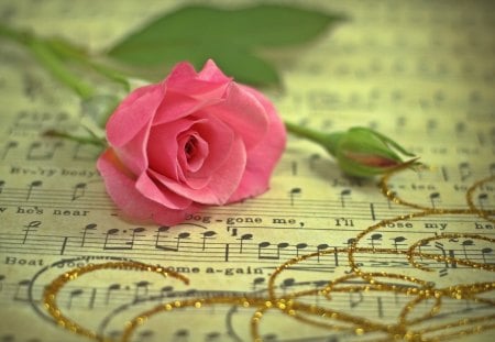 *** PRETTY PINK ROSE *** - pretty, rose, pink, notes