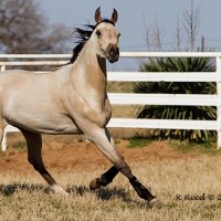 Buckskin Horse in a Pasture